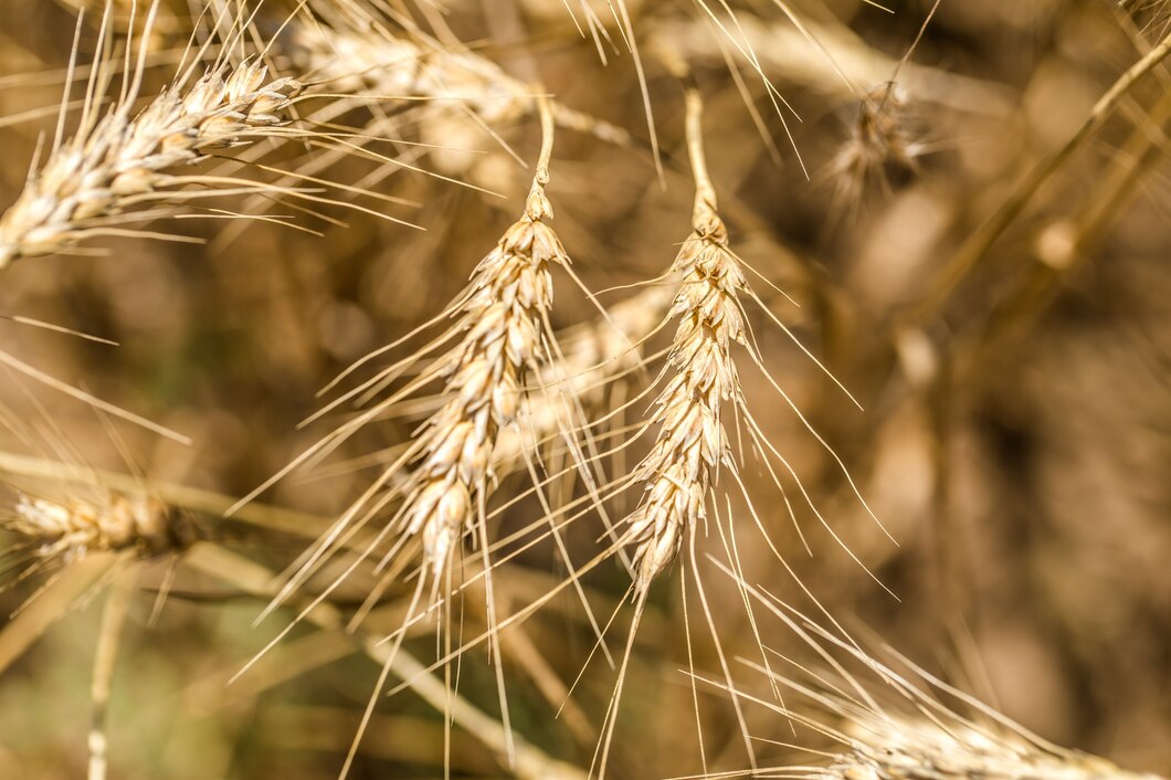 Zalety i zastosowanie uprawy zbóż ozimych w rolnictwie
